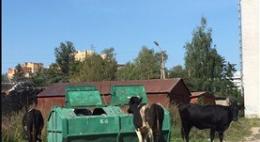 На удивление псковичей сегодня в городе гуляли три коровы