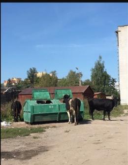 На удивление псковичей сегодня в городе гуляли три коровы