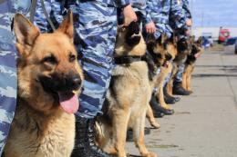 Кинологи назвали самые популярные в России породы собак