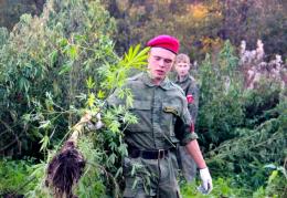 Полицейские и волонтеры региона уничтожили 358 кустов дикорастущей конопли