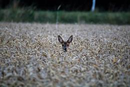 В Пыталовском районе накажут троих граждан за незаконную охоту на косулю