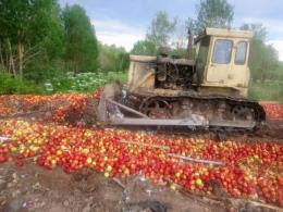 В Псковской области уничтожено более 30 тонн яблок, незаконно ввезённых с территории Республики Беларусь
