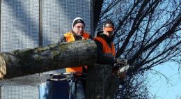 В Псковской области ликвидируют последствия урагана