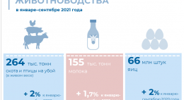 О производстве продукции животноводства в январе – сентябре 2021 года