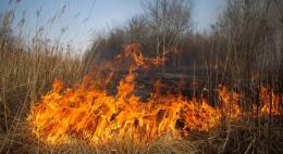Первые палы сухой травы зарегистрированы в Псковской области 