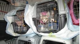 20 домашних питомцев не смогли выехать из Российской Федерации из-за отсутствия чипа у одного из них