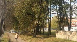 Псковскому общественнику удалось отстоять липовую аллею