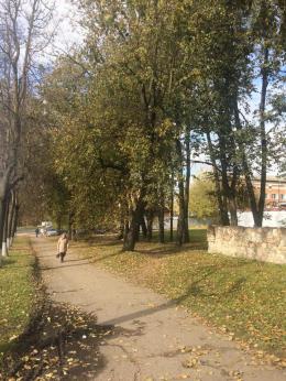 Псковскому общественнику удалось отстоять липовую аллею
