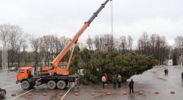 Сегодня в Великих луках установят главную елку, которую привезли из Куньинского района