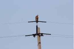 Псковэнерго на высоковольтных линиях установит свыше 300 птицезащитных устройств
