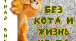 В псковском Доме ремесел 4 апреля откроется выставка, посвященная котам