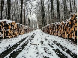 5 уголовных дел возбудили по факту незаконного перемещения древесины в Псковской области