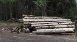 Почти 5 млн рублей заплатит компания «Техстрой» за незаконную рубку леса в Стругах Красных