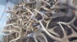 108 рогов благородного оленя и натуральную говяжью оболочку запретили к ввозу в Псковской области