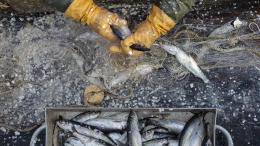 Перед КНДР поставили условие для разрешения промысла в российских водах