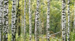 В Великих Луках высажена березовая аллея 