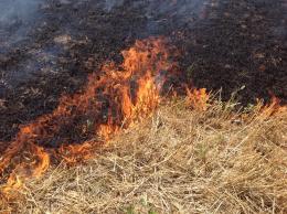 37 палов травы зафиксировано за сутки в Псковской области