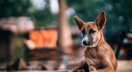 Приют для бездомных животных «Лесопилка» приглашает на субботник