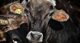 В июле в регион пытались незаконно ввезти более 213 тонн продукции животного происхождения