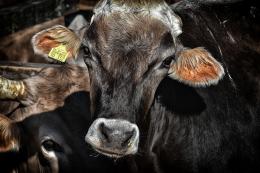 В июле в регион пытались незаконно ввезти более 213 тонн продукции животного происхождения