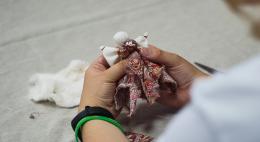Мастер-класс по изготовлению Пасхальной тряпичной куклы пройдёт в Пскове