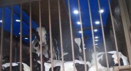 Факт транспортировки 42 телят без документов, без воды и корма выявили в Псковской области 